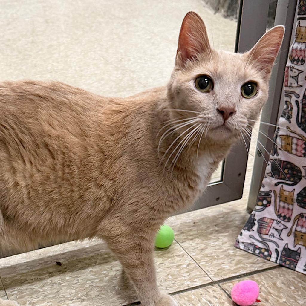 Snickers -- Bonded Buddy With Gracie