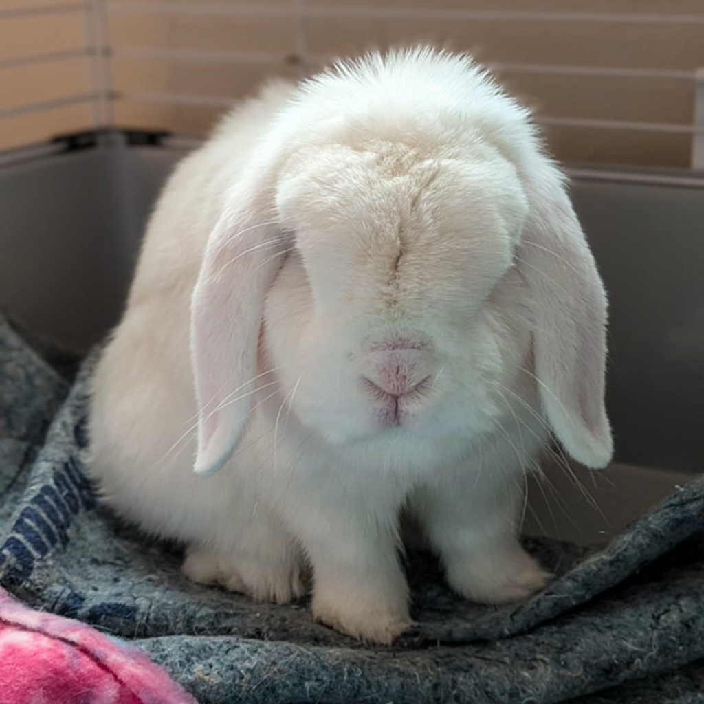 Snowball
