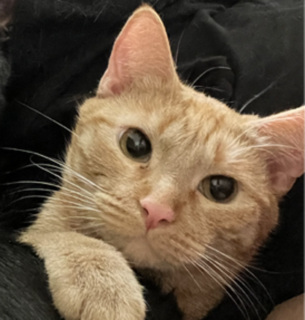 Sol -- Bonded Buddy With Tsuki