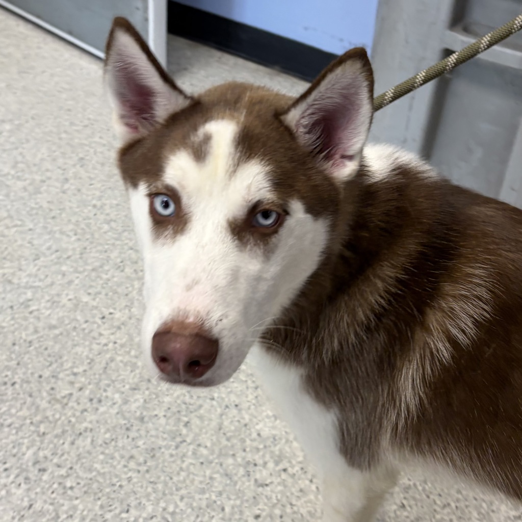 Siberian Husky