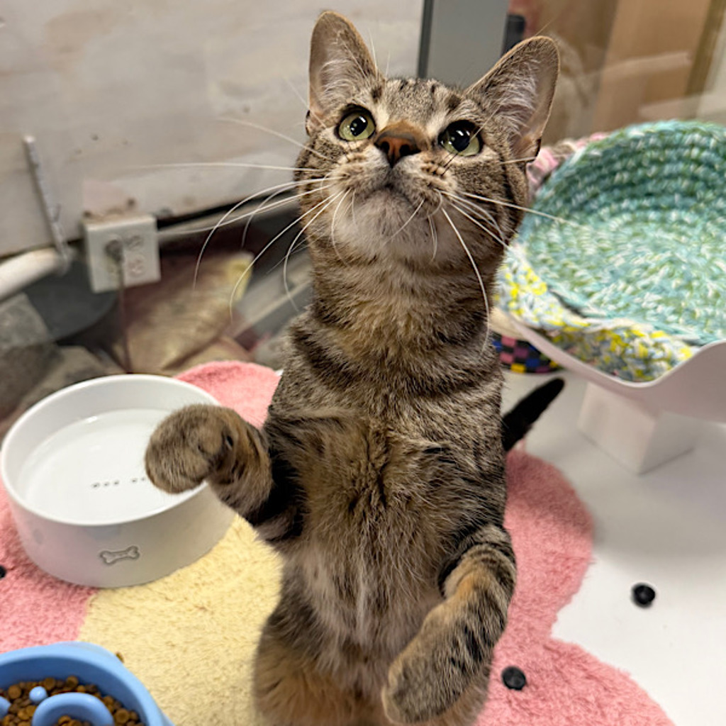 Sweet Pea - Bonded With Mischief