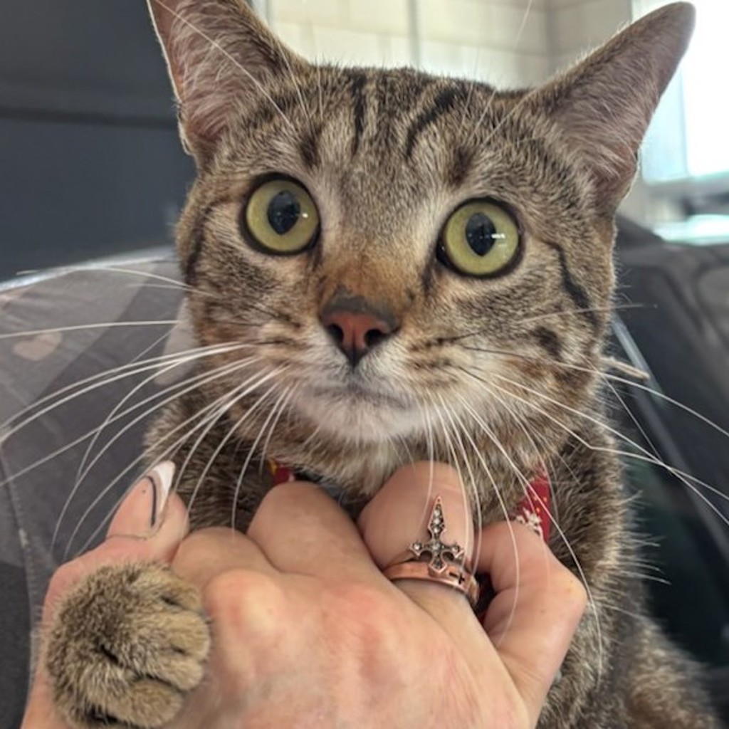 Sweet Pea - Bonded With Mischief