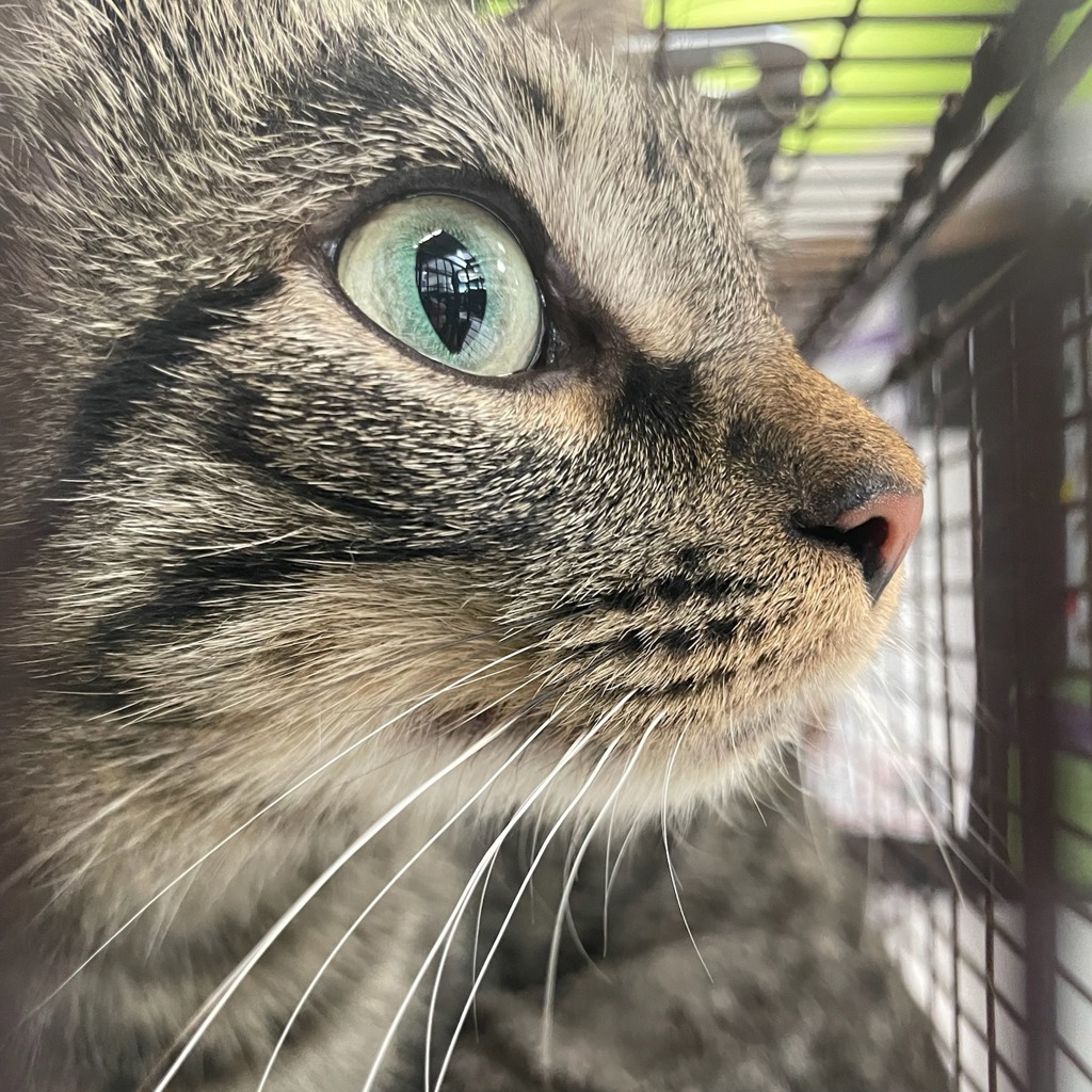 Tammy