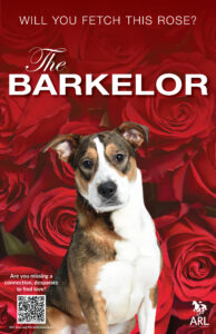 TheBachelor_poster the barkelor promo poster