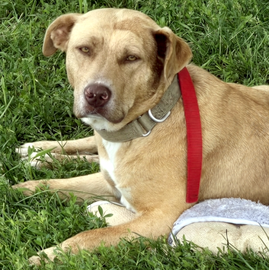 Thelma -- Bonded Buddy With Louise