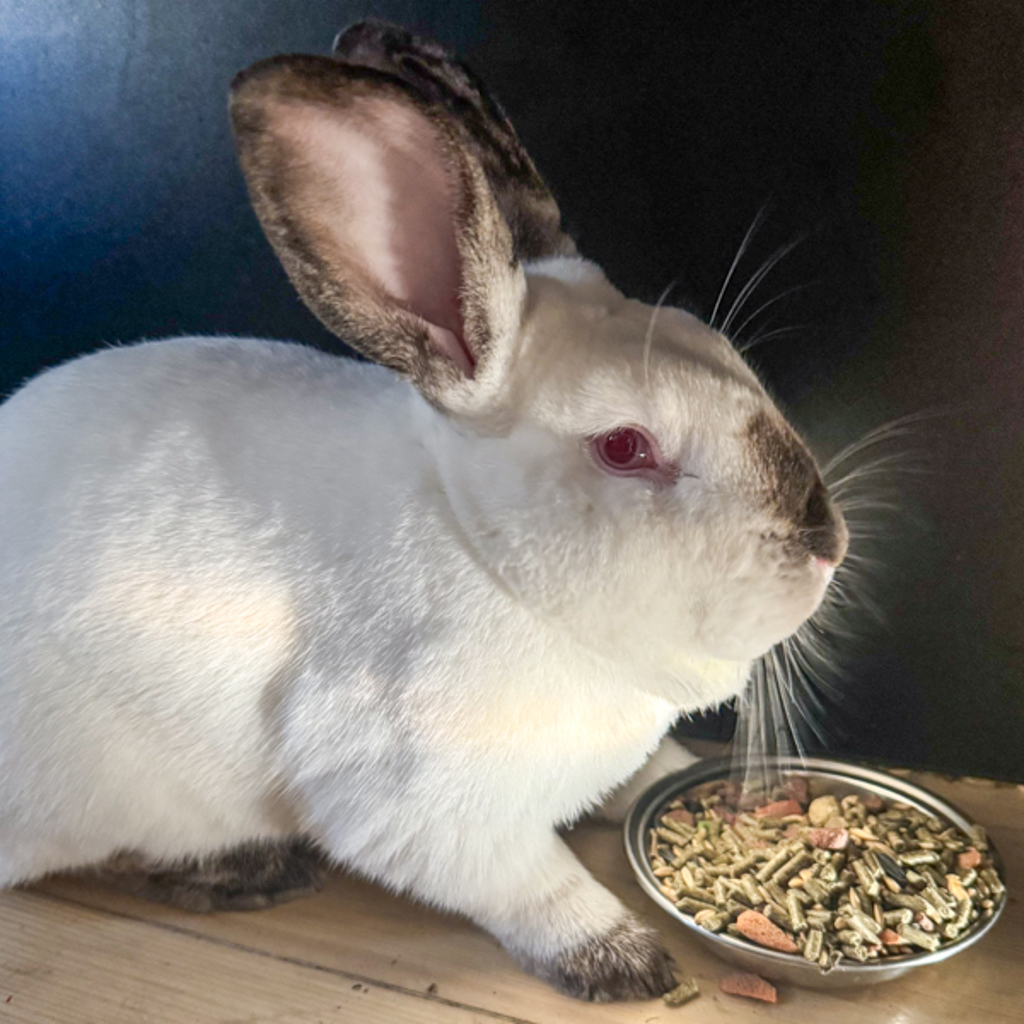 Thumper
