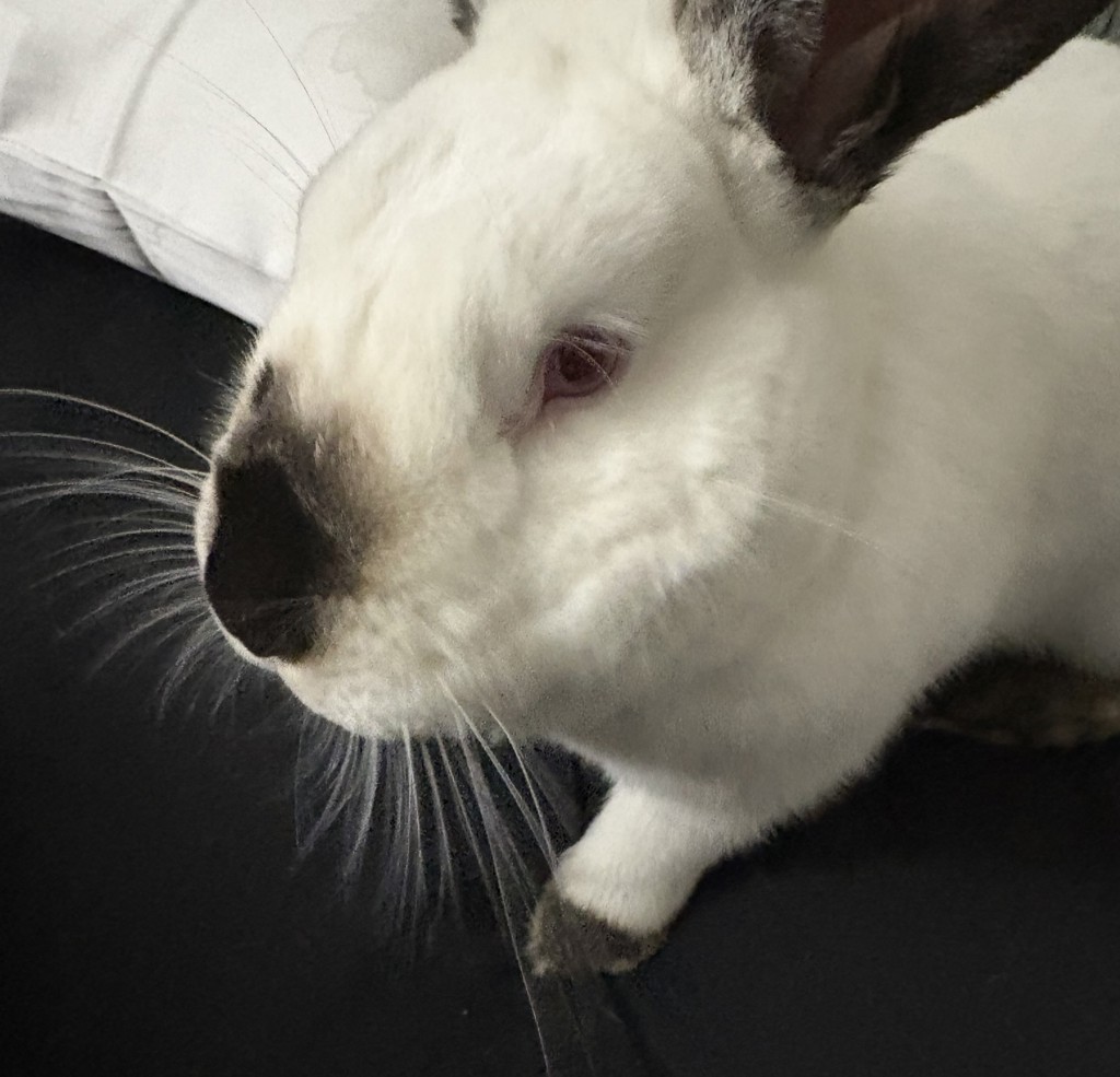 Thumper