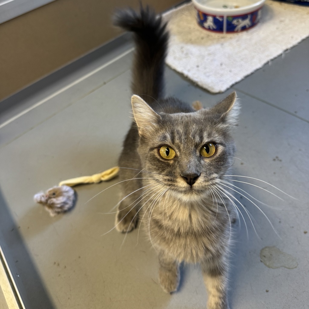 Tinkerbell -- Bonded Buddy Of Ashe