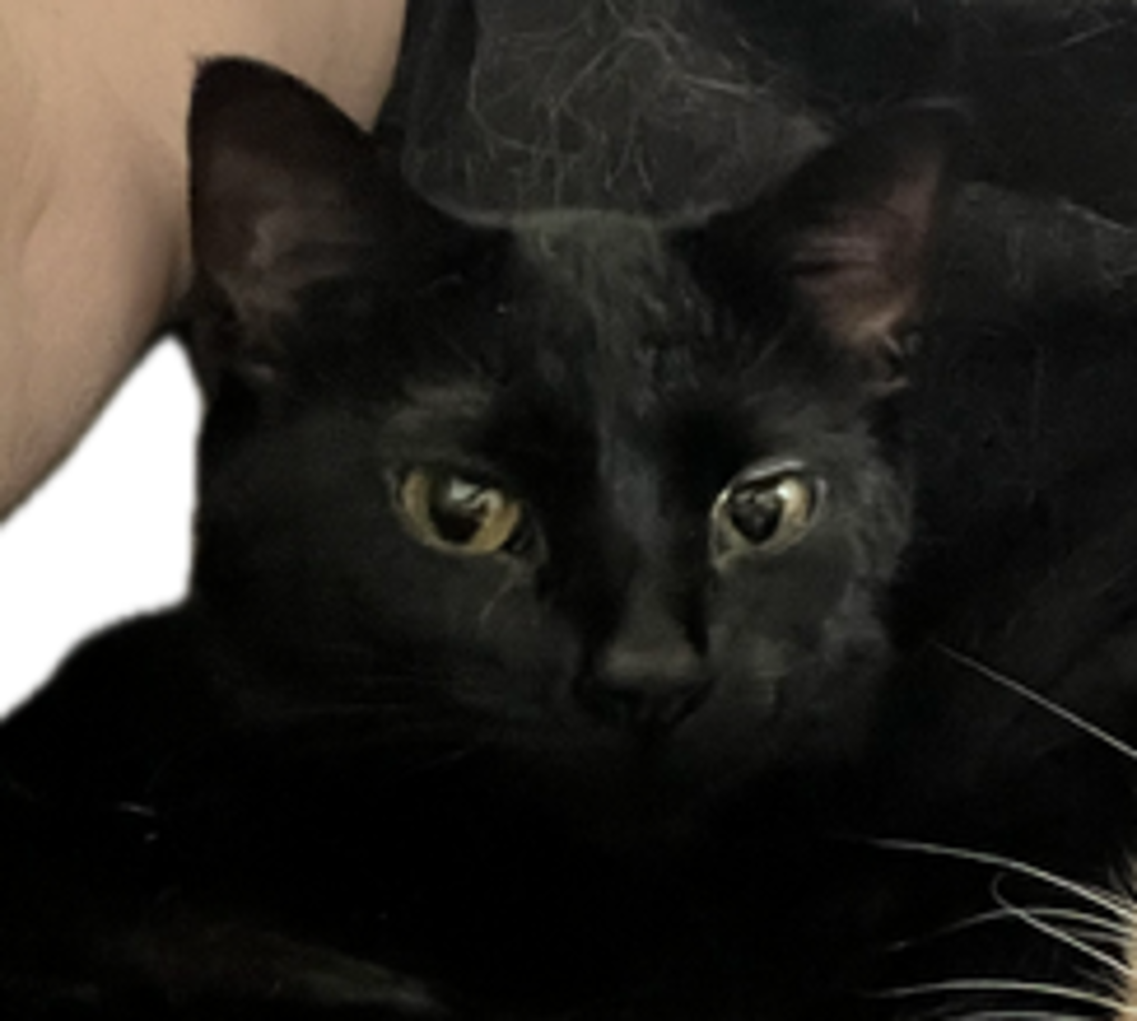 Tsuki -- Bonded Buddy With Sol