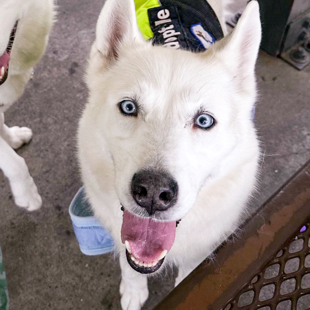 Willow -- Bonded Buddy With Loki