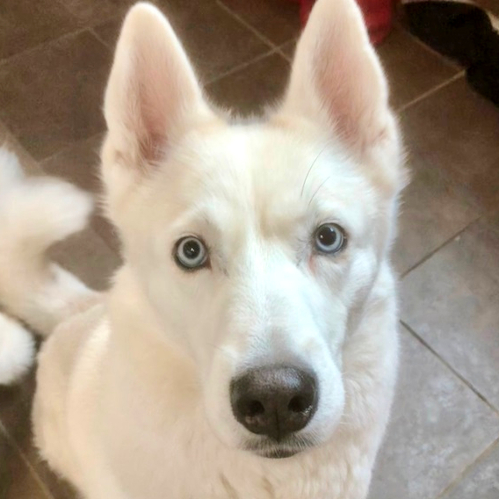 Willow -- Bonded Buddy With Loki