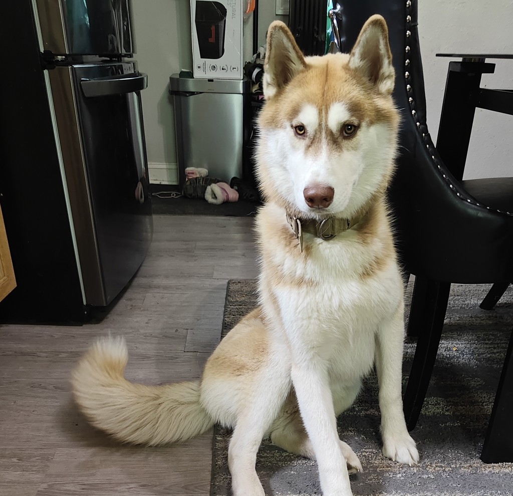 Wolffy