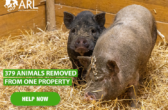 379 animals-hedder