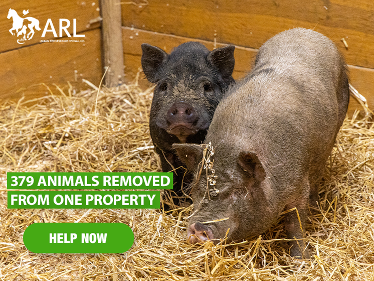 379 animals-hedder