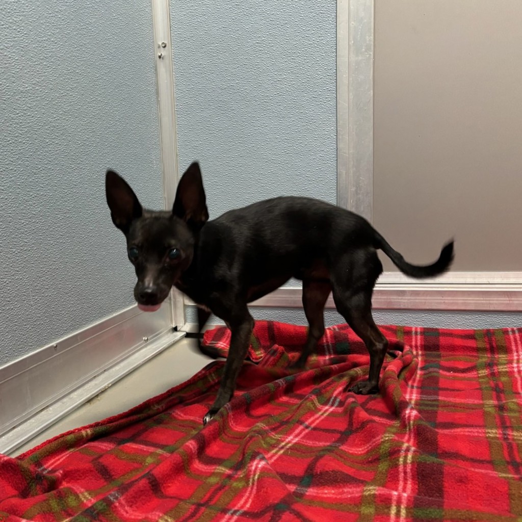 Anubis