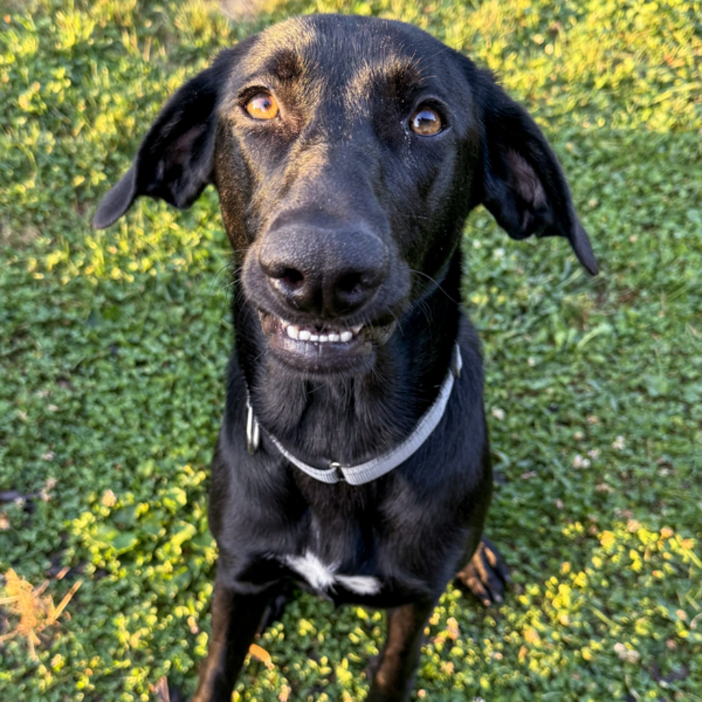 Bella