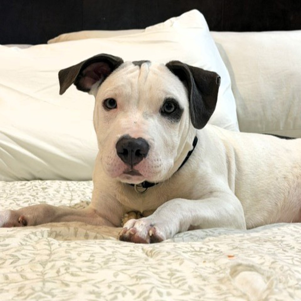 Bosco