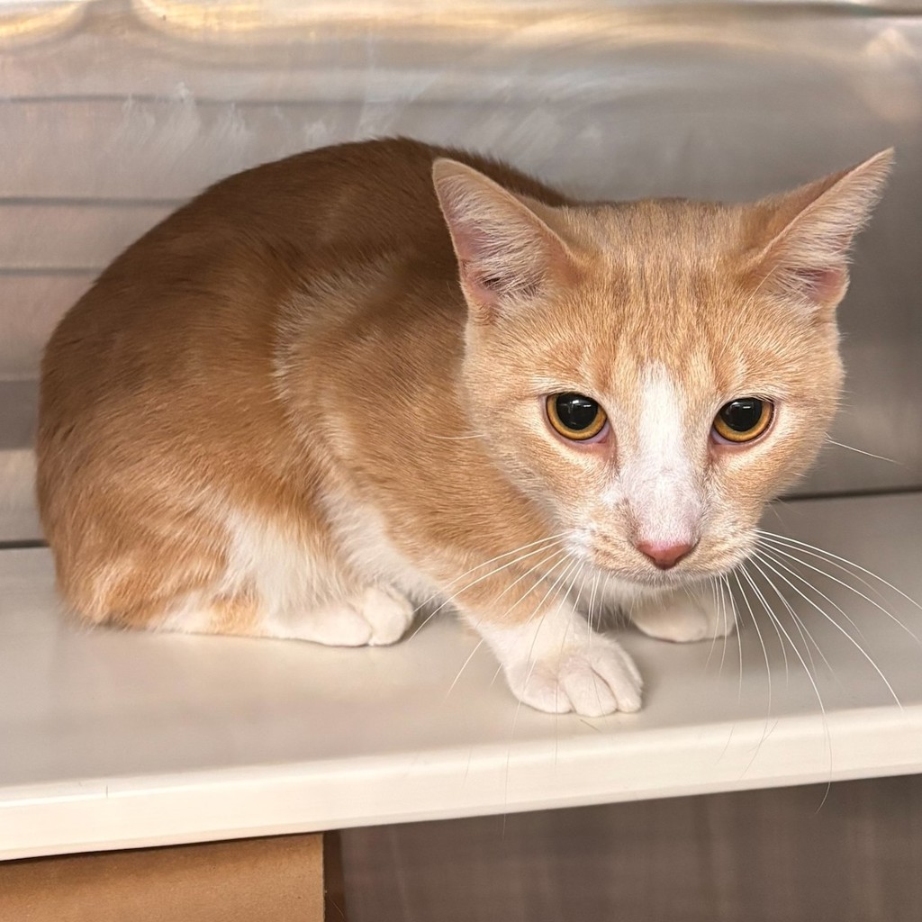 Brule -- Bonded Buddy With Squee