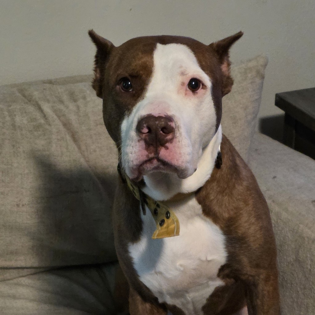Brutus