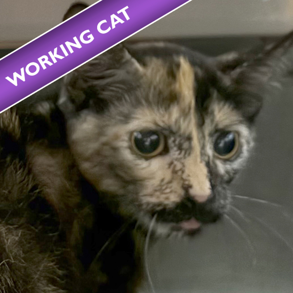Callie