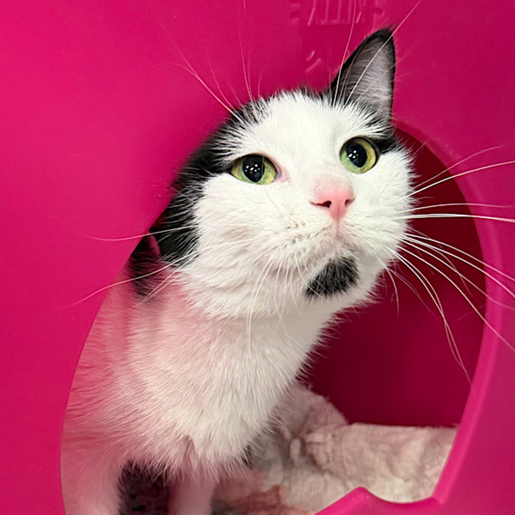 Chloe - Bonded With Toes