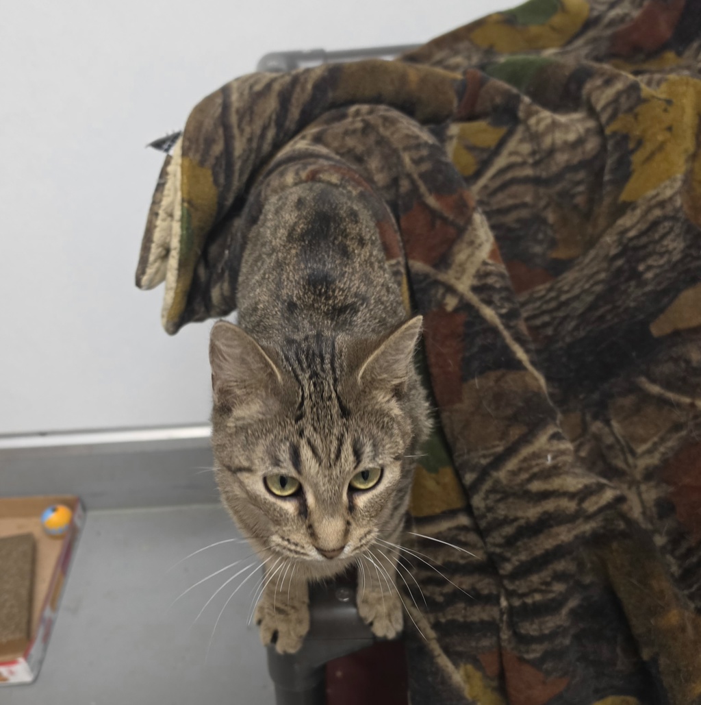 Cleo - Bonded Buddy With Leo