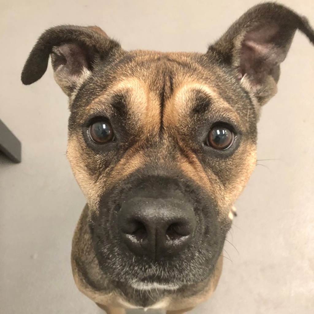 Coco
