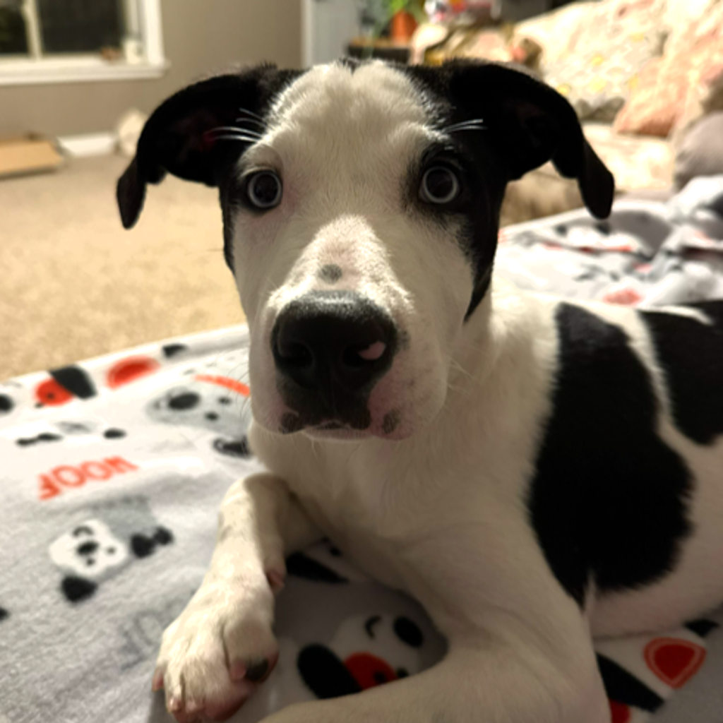 Darlene