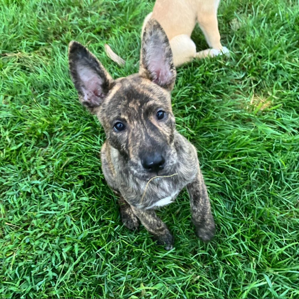 Duke