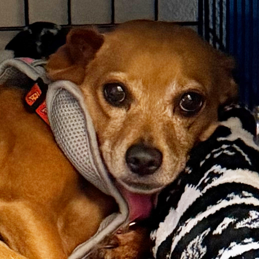 Ellie Mae -- Bonded Buddy With Missy