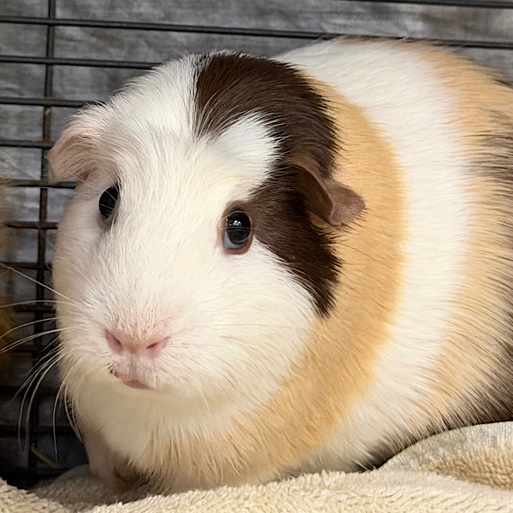 Figgy The Piggy -- Bonded Buddy With Reeces