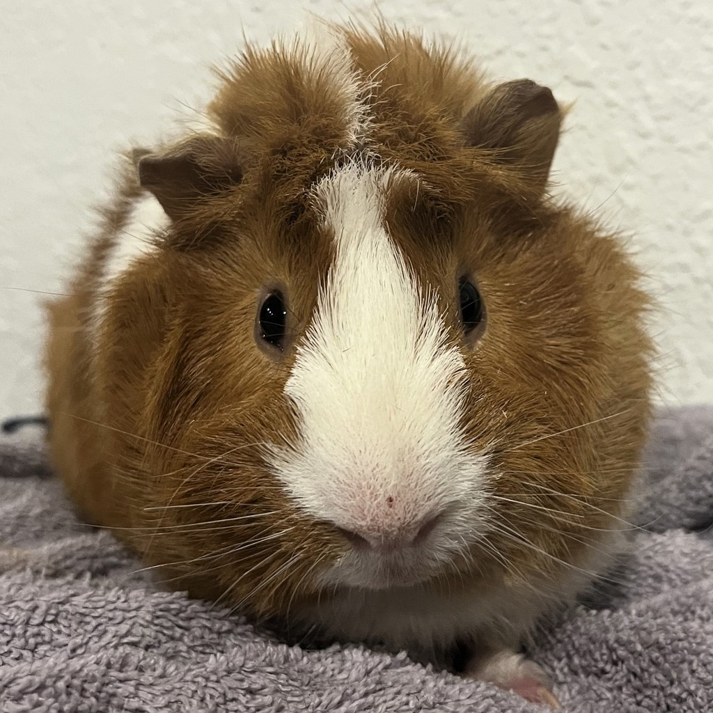 Fluffy