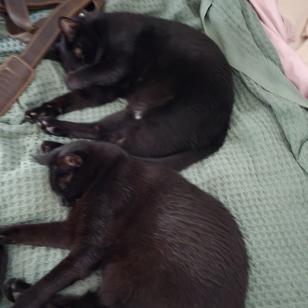 Frank -- Bonded Buddy With Frankie