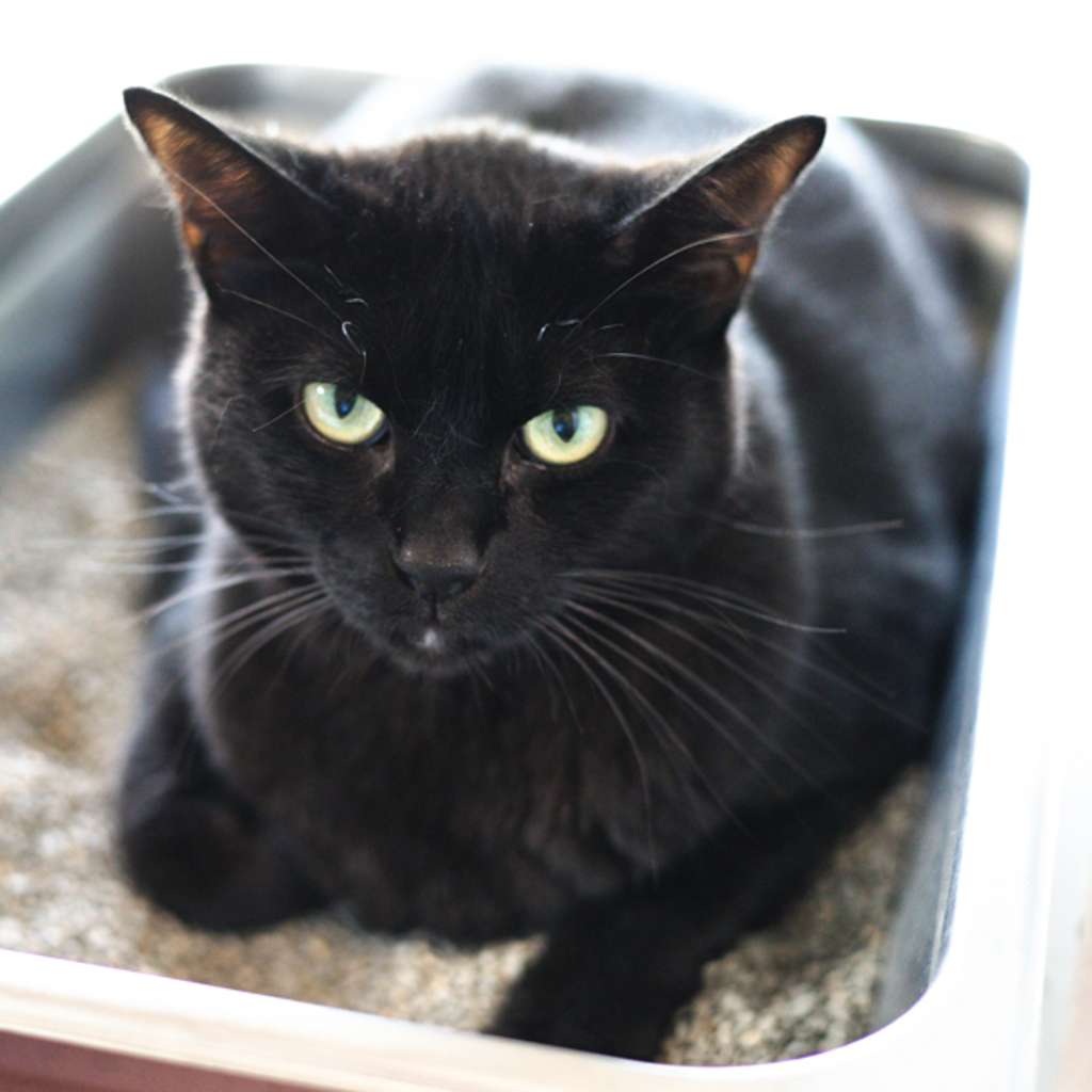 Frankie -- Bonded Buddy With Frank