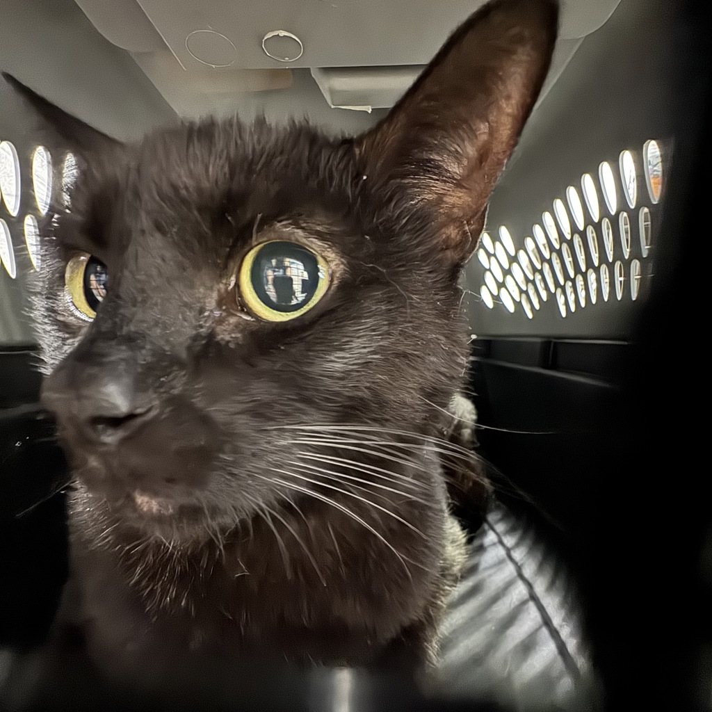 Frankie -- Bonded Buddy With Frank