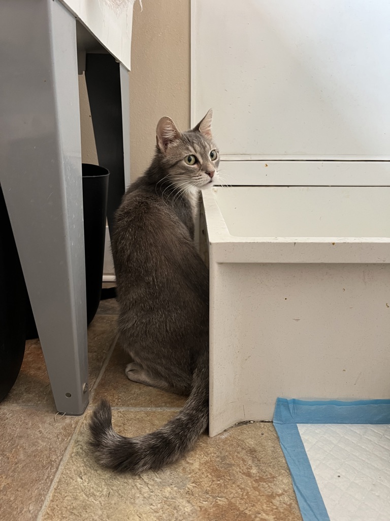 Freya