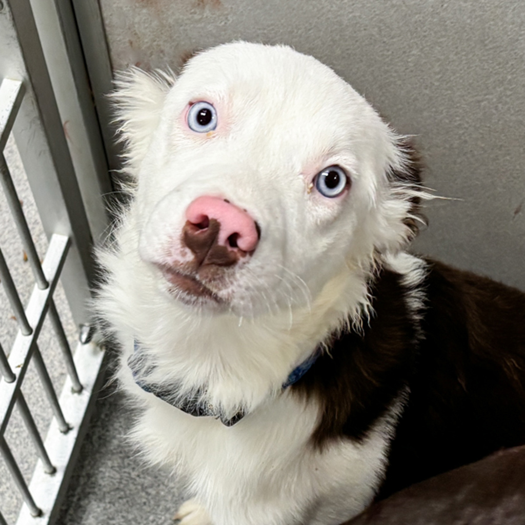 Border Collie