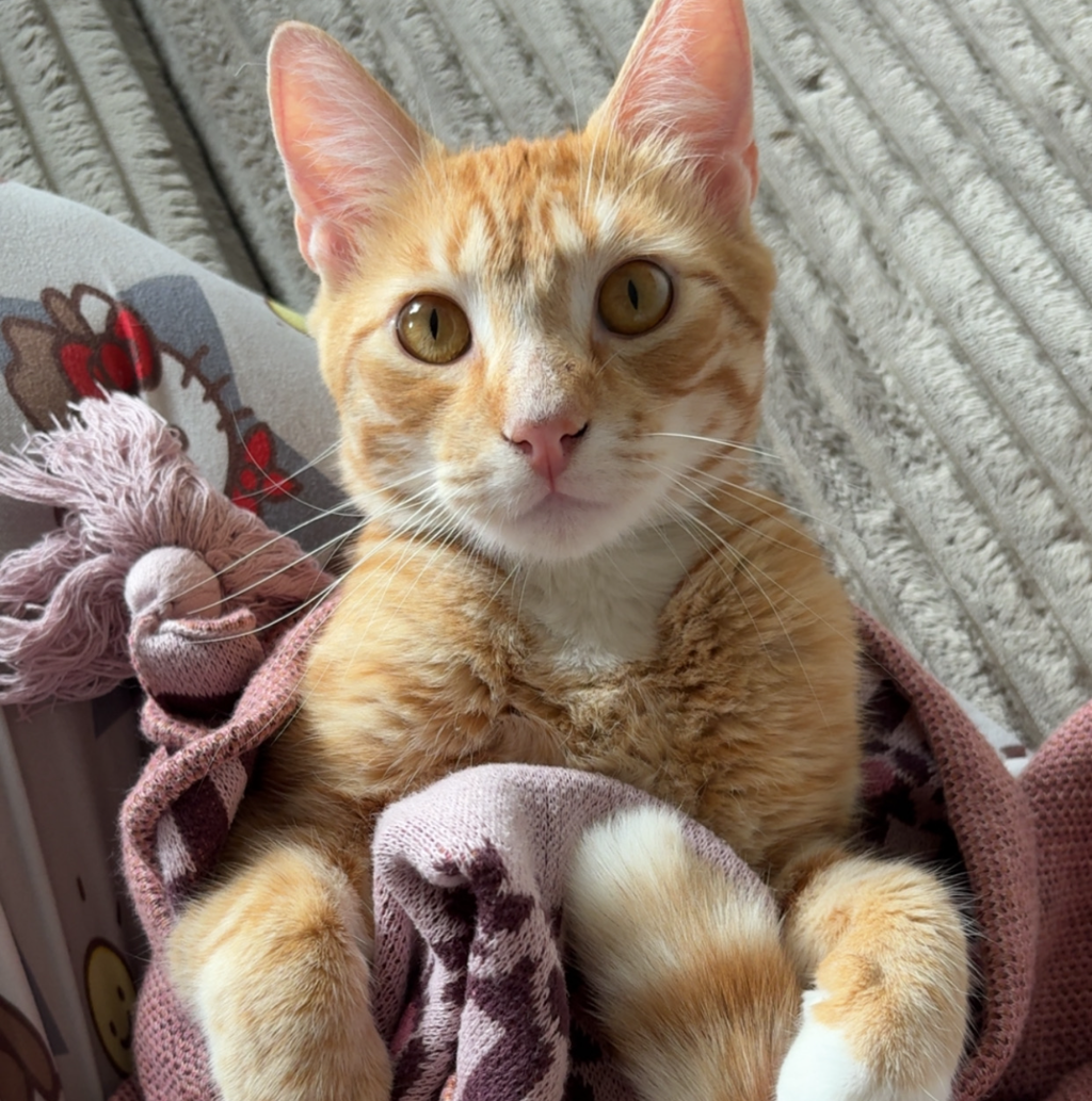 Jericho -- Bonded Buddy With Willow