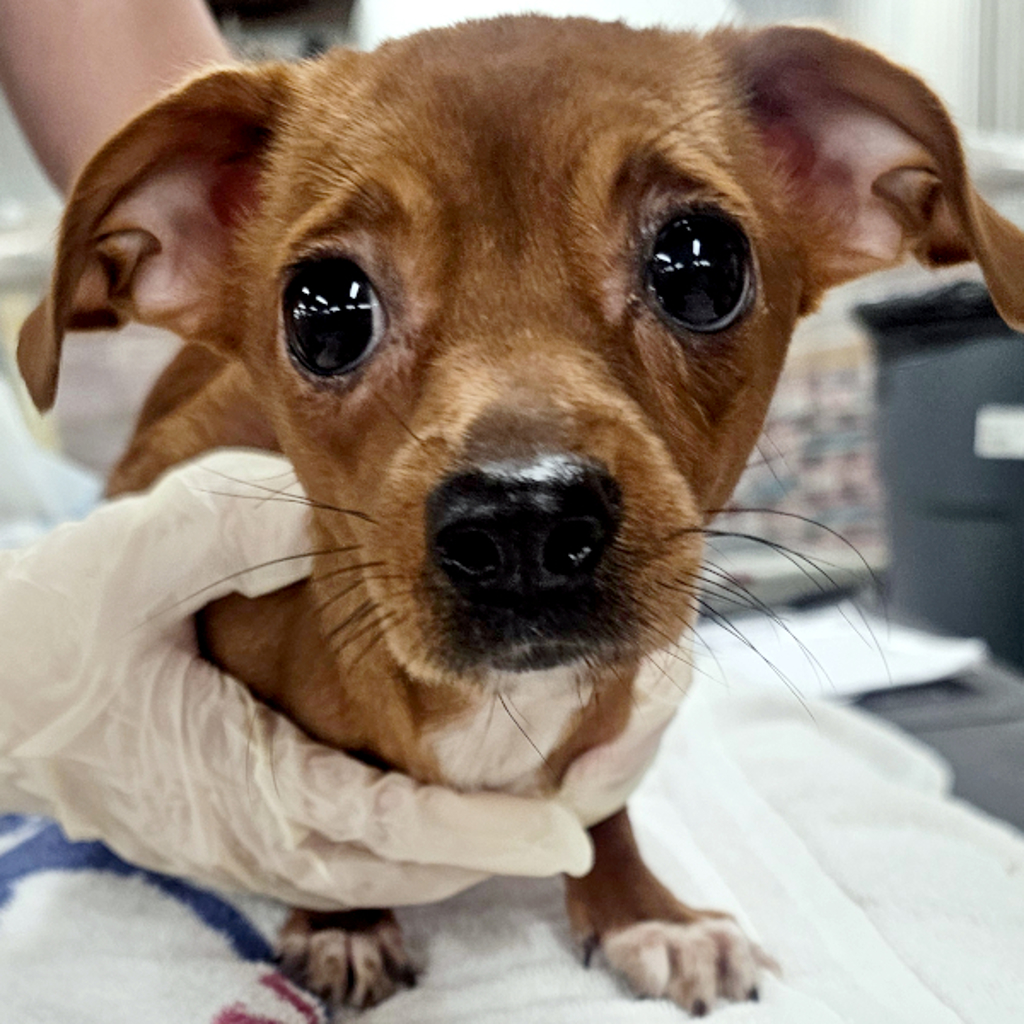 Joy