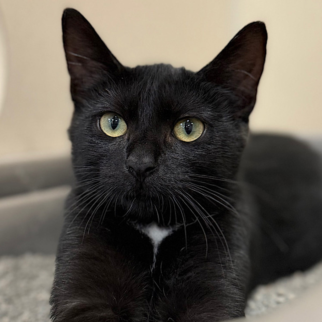 Kali