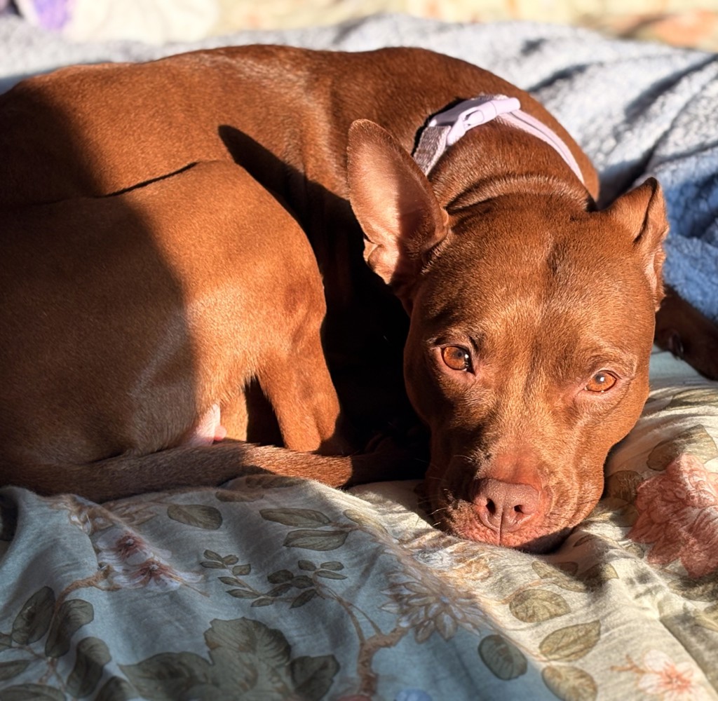 Pit Bull