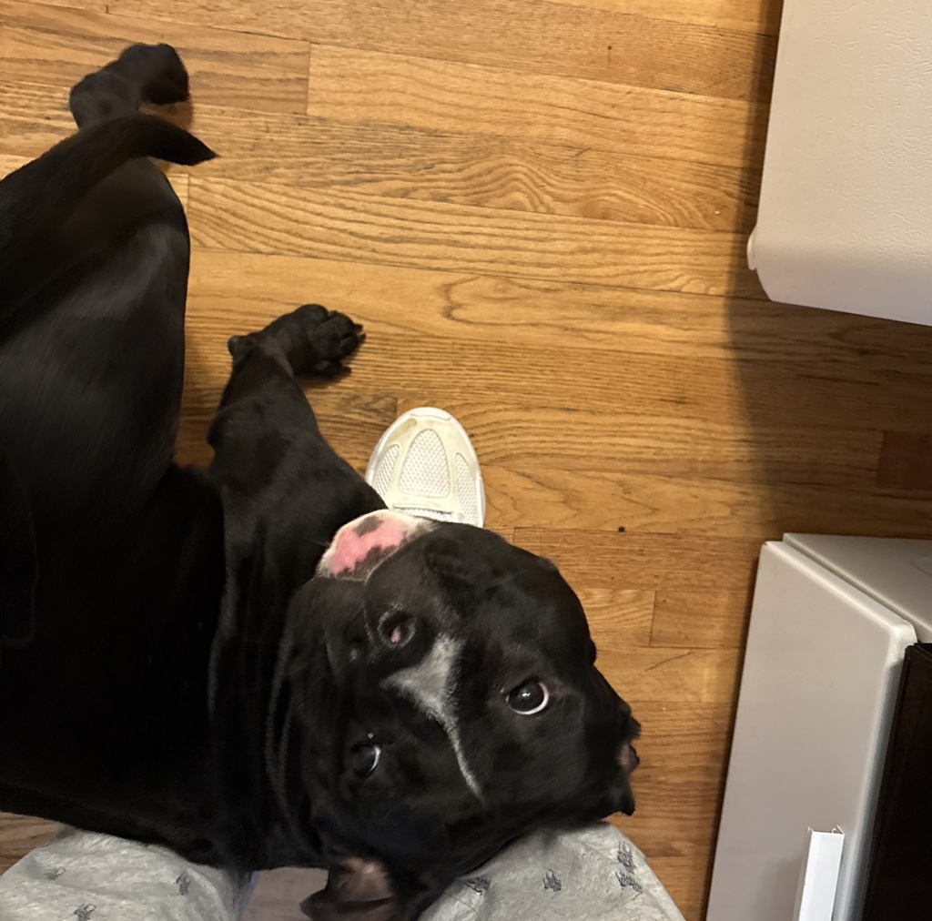Leia