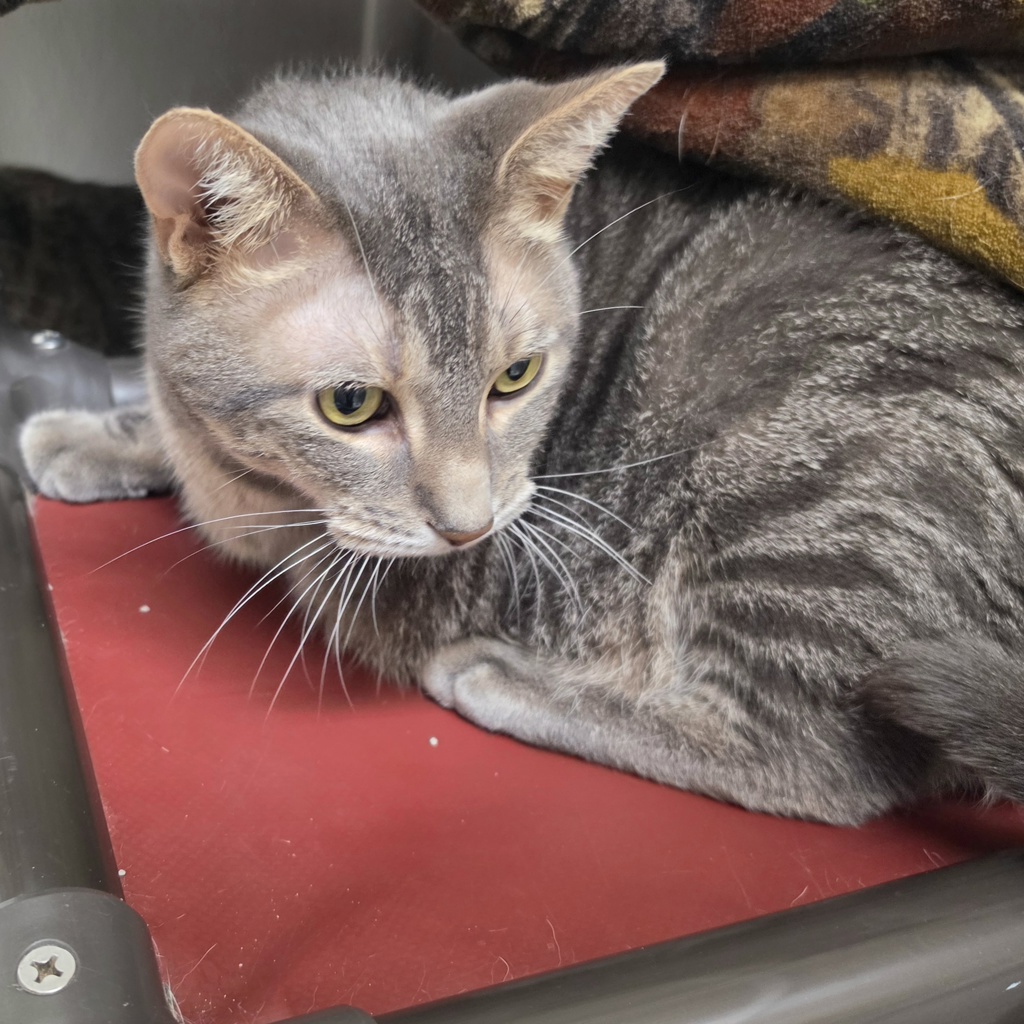 Leo - Bonded Buddy With Cleo