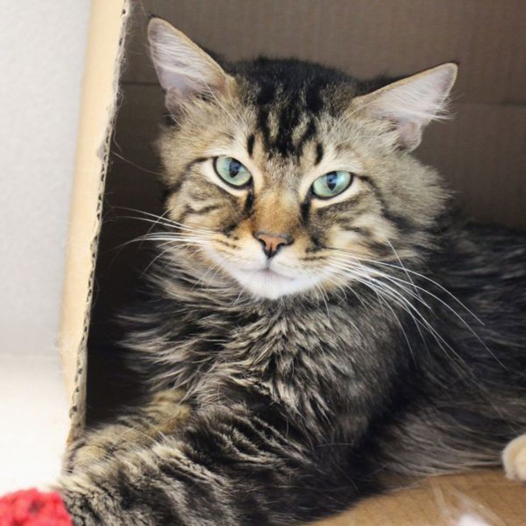 Leo -- Bonded Buddy With Princeton