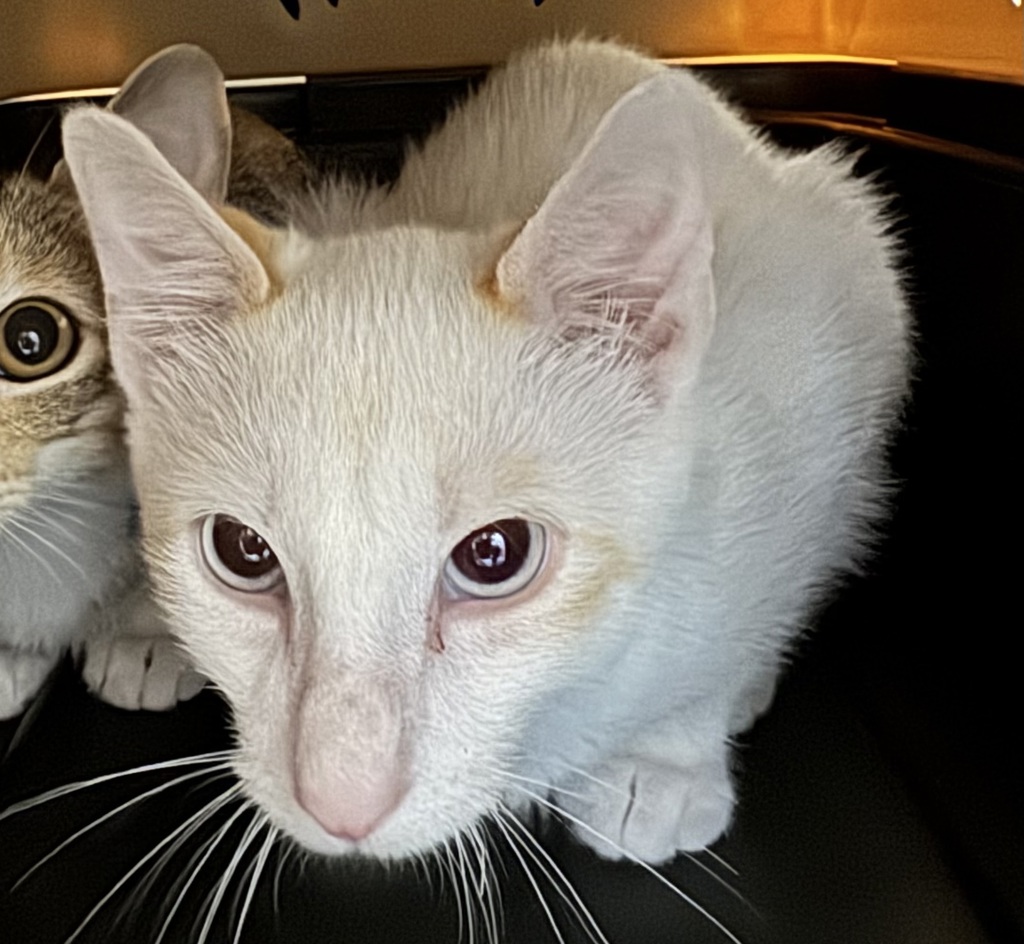 Leo - Bonded With Lori