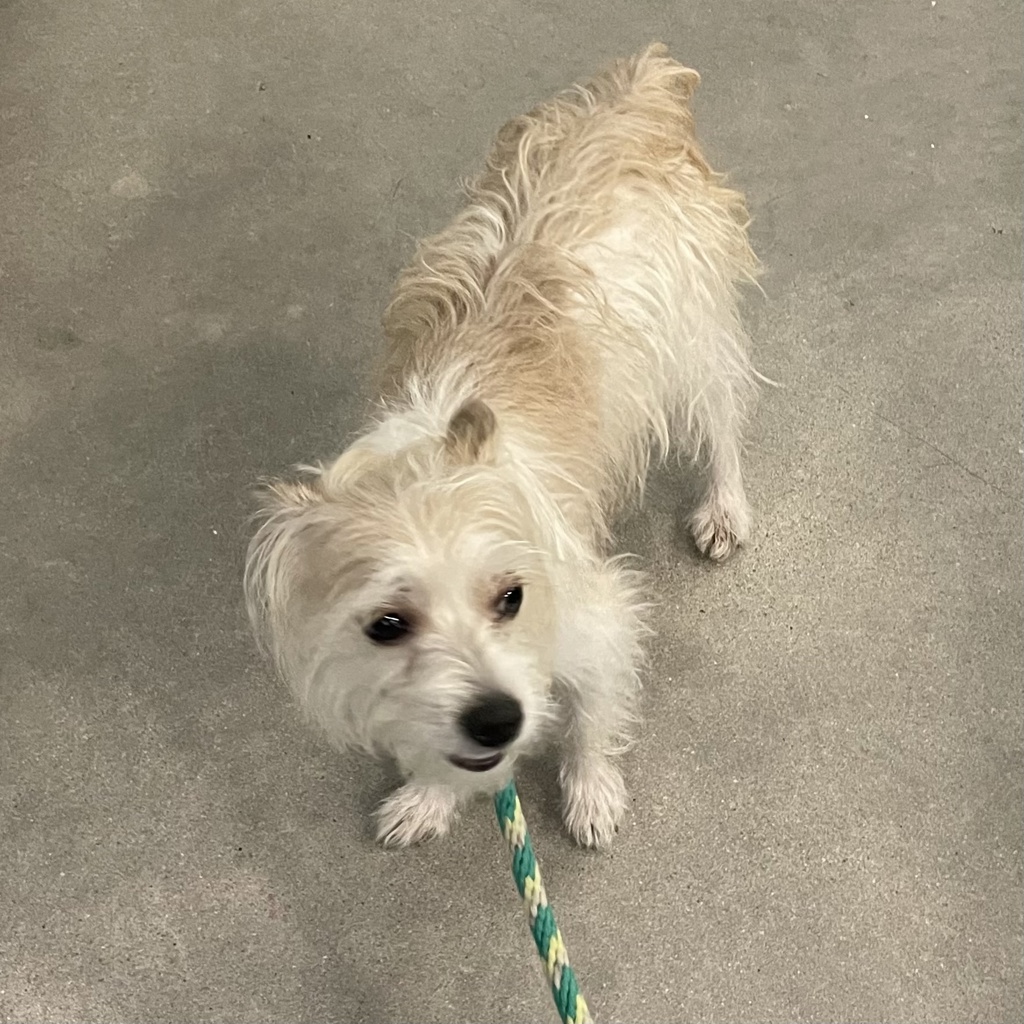 Terrier