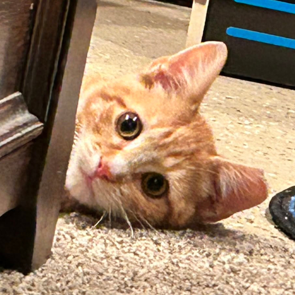 Litten