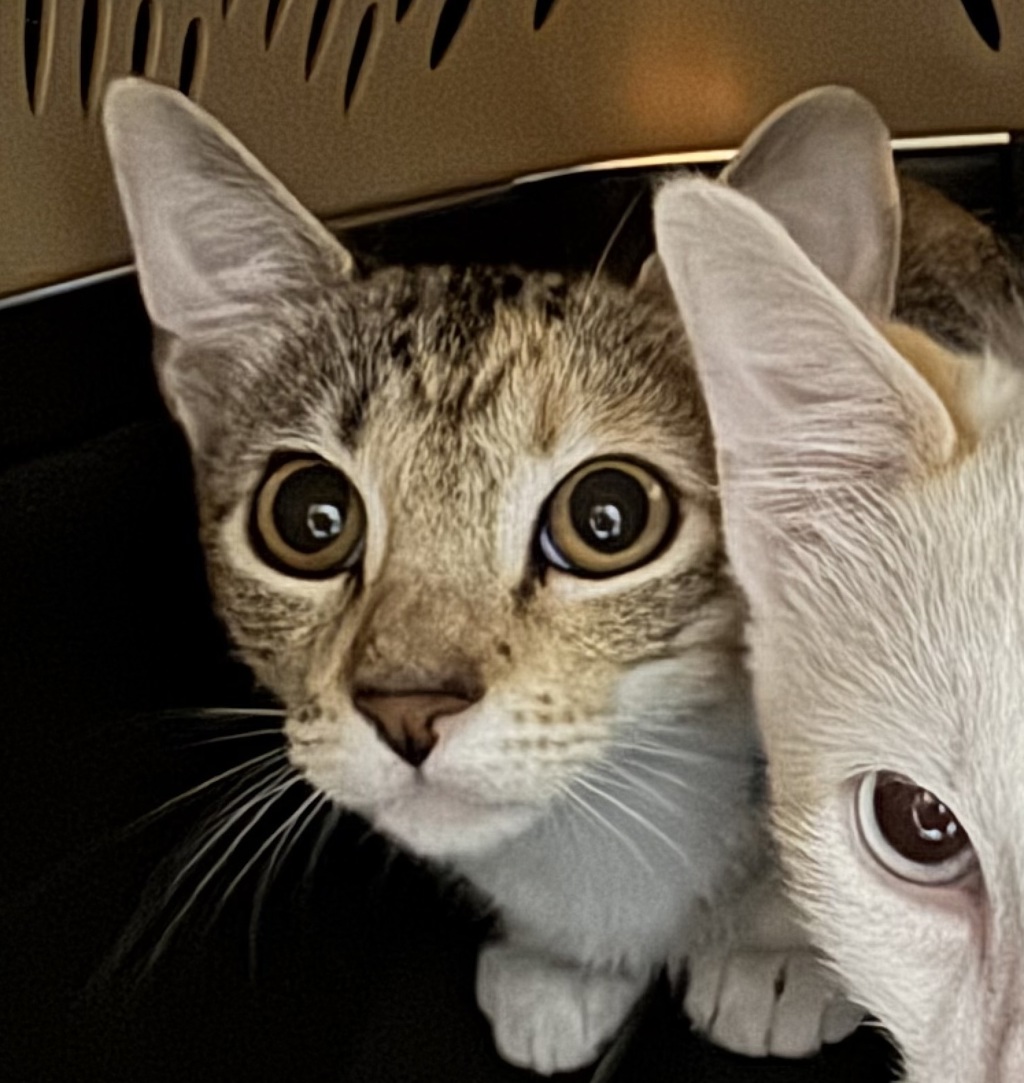 Lori - Bonded With Leo