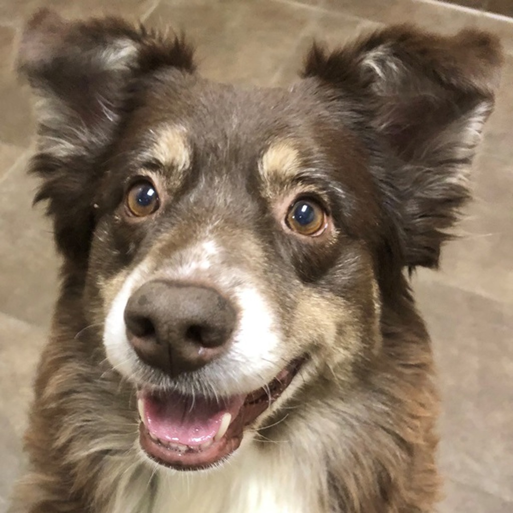 Lucy — Bonded Buddy With Tony