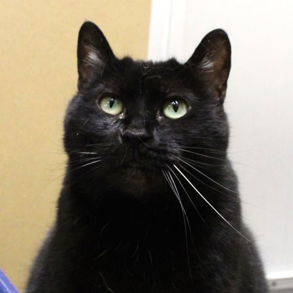 Luna -- Bonded Buddy With Lilly